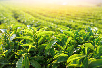 Green tea fresh leaves on plantations in Da lat, Vietnam