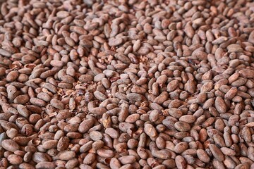 Cocoa beans picked by hand