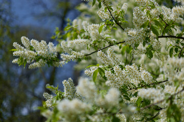 cherry blossom in close-up in clear weather