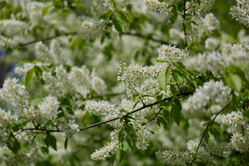 cherry blossom in close-up in clear weather