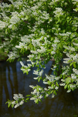 cherry blossom in close-up in clear weather
