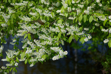 cherry blossom in close-up in clear weather