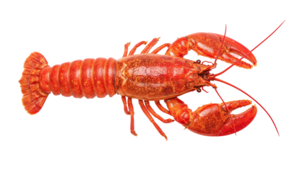 crayfish isolated on transparent background png