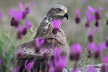 un milano negro en un campo de flores violetas