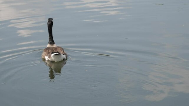Canadian Goose at Schloss Benrath in Dusseldorf, Germany.