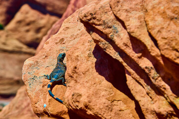 Colorful Desert Lizard on Sunlit Sandstone Rock Eye Level Close Up