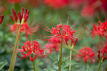 赤い彼岸花