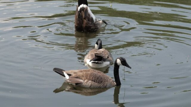 Canadian Goose at Schloss Benrath in Dusseldorf, Germany.