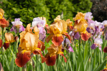 Colorful Irises flowers of different varieties in summer garden on flower bed at park. Outdoors. Summer season.
