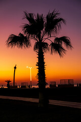Silhouette Tropical Palm Trees At Sunset, Summer Vacation