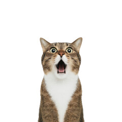 Surprised tabby cat with wide eyes and open mouth against plain background, capturing moment of shock or amazement