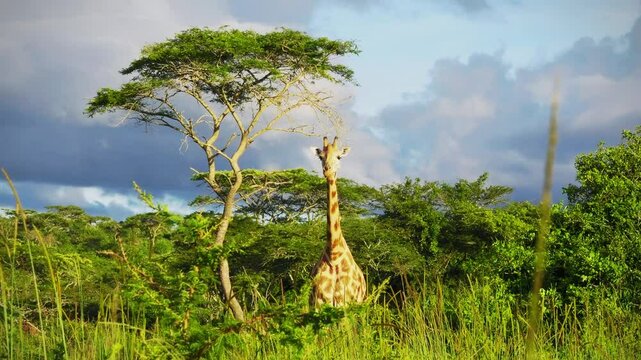 Rothschild's giraffe - Giraffa camelopardalis rothschildi subspecies of the Northern giraffe, also Baringo or Nubian or as the Ugandan giraffe, portrait of long neck mammal from Africa in herd.