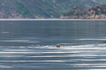A seal in a Scottish sea loch, with it head just out of the water watching us.