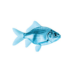 Fototapeta premium Blue toned image of fish with detailed scales and fins, isolated on transparency background, showcasing its aquatic features