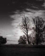 Dramatic, black and white shot of naked trees on the horizon, under a cloudy and atmospheric sky, showing a dark landscape