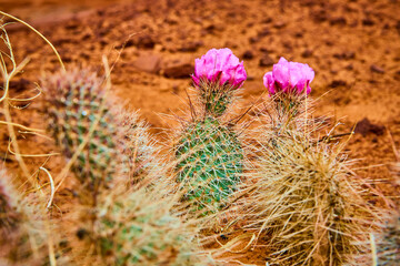 Prickly Pear Cactus Cluster with Magenta Blooms Desert Sand Close Up Eye Level