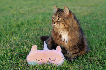 Eine Norwegische Waldkatze und ein flauschiges Einhorn in einer Wiese