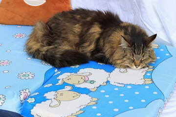 Eine Norwegische Waldkatze schläft auf einem Kissen mit Schafen
