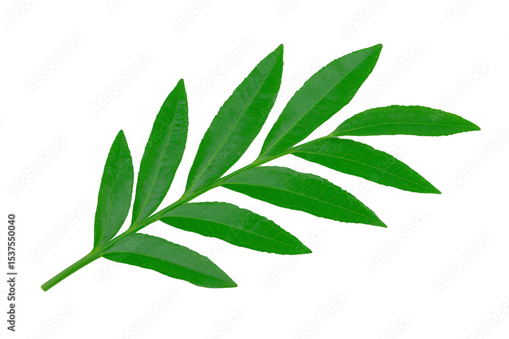 Poster vibrant green leaf with multiple elongated leaflets arranged symmetrically along central stem, isola