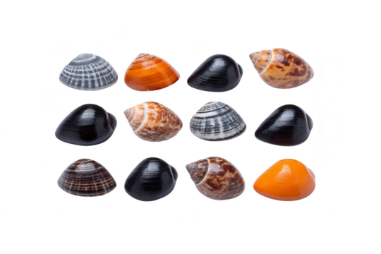 Collection of colorful seashells arranged in rows, showcasing variety of patterns and textures. shells display hues of orange, brown, black, and gray, each with unique markings
