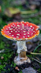  Fly Agaric Amita Mascaria Classic Toadstool Mushroom