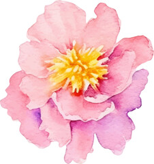 Watercolor painted peony flower. Hand drawn design element isolated on white background.