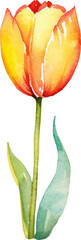 Vector watercolor painted tulip flower. Hand drawn design element isolated on white background.