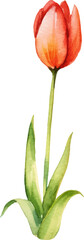 Vector watercolor painted tulip flower. Hand drawn design element isolated on white background.