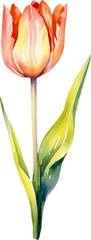 Vector watercolor painted tulip flower. Hand drawn design element isolated on white background.