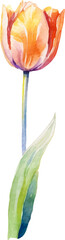 Vector watercolor painted tulip flower. Hand drawn design element isolated on white background.