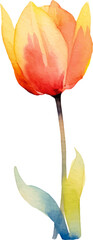 Vector watercolor painted tulip flower. Hand drawn design element isolated on white background.
