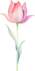 Vector watercolor painted tulip flower. Hand drawn design element isolated on white background.