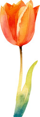 Vector watercolor painted tulip flower. Hand drawn design element isolated on white background.