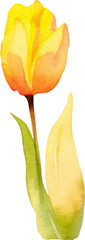 Vector watercolor painted tulip flower. Hand drawn design element isolated on white background.