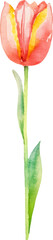 Vector watercolor painted tulip flower. Hand drawn design element isolated on white background.