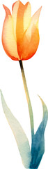 Vector watercolor painted tulip flower. Hand drawn design element isolated on white background.