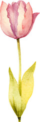 Vector watercolor painted tulip flower. Hand drawn design element isolated on white background.