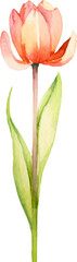 Vector watercolor painted tulip flower. Hand drawn design element isolated on white background.