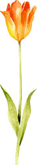Vector watercolor painted tulip flower. Hand drawn design element isolated on white background.
