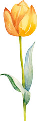 Vector watercolor painted tulip flower. Hand drawn design element isolated on white background.