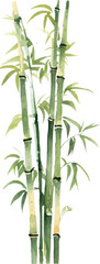 Vector watercolor painted bamboo. Hand drawn flower design elements isolated on white background.