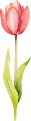 Vector watercolor painted tulip flower. Hand drawn design element isolated on white background.