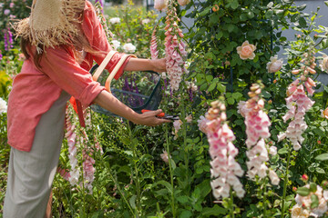 Flower farmer picking foxglove flowers using pruner in summer garden. Digitalis in blossom. Peachy apricot pink blooms