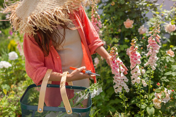 Gardener picking foxglove flowers cutting stems with pruner in summer garden. Digitalis in blossom. Peachy apricot pink blooms
