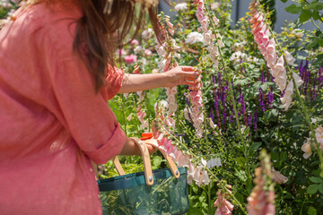 Woman gardener picking foxglove flowers using pruner and basket in summer garden. Digitalis in blossom. Peachy apricot pink blooms