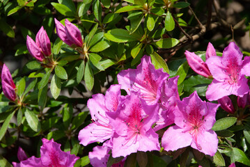 pink flowers in a garden