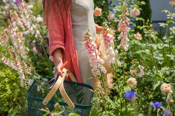 Woman gardener picks foxglove flowers admiring plants in summer garden. Basket with digitalis blossom. Peachy apricot pink blooms