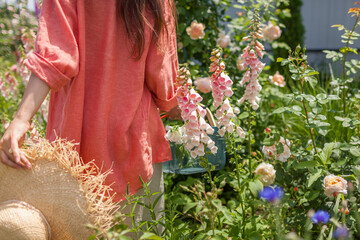 Back view of gardener walking foxglove flowers admiring plants in summer garden. Digitalis in blossom. Peachy apricot pink blooms