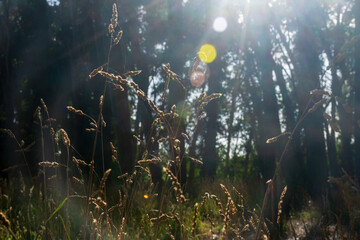 Dactylis glomerata bush and background grove with sun glints.