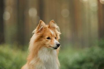 A Collie sitting gracefully in a sunlit forest clearing surrounded by tall trees. The serene scene highlights the dog's elegant posture and connection to nature.